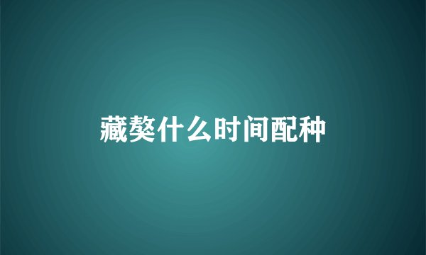 藏獒什么时间配种