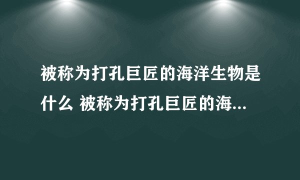 被称为打孔巨匠的海洋生物是什么 被称为打孔巨匠的海洋生物的简介