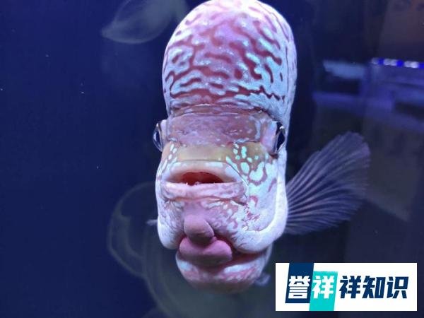 为什么以前的罗汉鱼，可以活十年，现在三五年可能就死亡了？