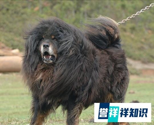 狗界“劳斯莱斯”——藏獒，为啥没人养了？