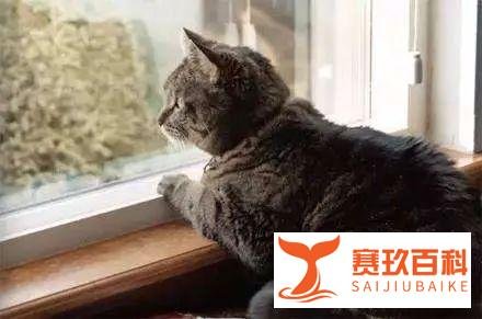 遛狗老人被高空坠猫砸晕，猫主人喊冤：它自己跳的！