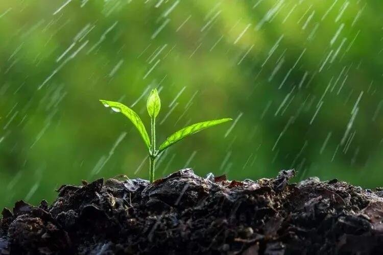 哪个诗句描写春雨蚂蚁庄园