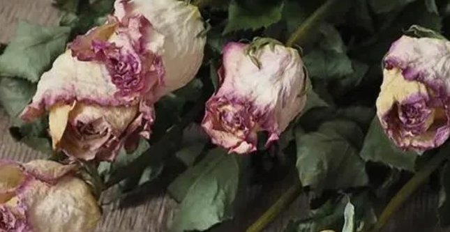 玫瑰花做成干花怎么做