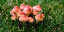 室友被子长蘑菇小伙帮忙剪掉!导致其长蘑菇的原因是什么?