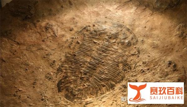 5岁男孩爬山捡到怪石？竟是5亿年前古生物化石
