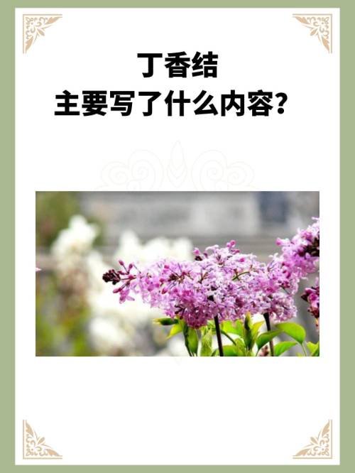 丁香结主要写了什么内容？