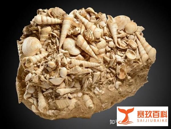 5岁男孩爬山捡到怪石?竟是5亿年前古生物化石
