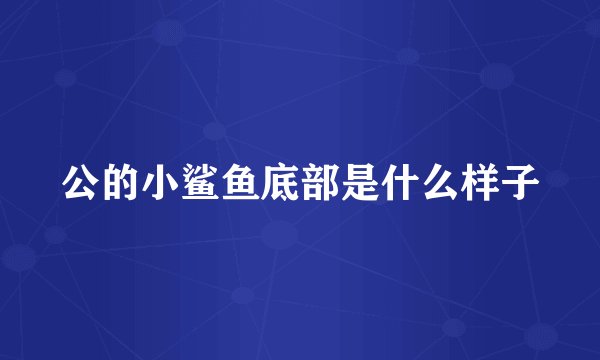 公的小鲨鱼底部是什么样子