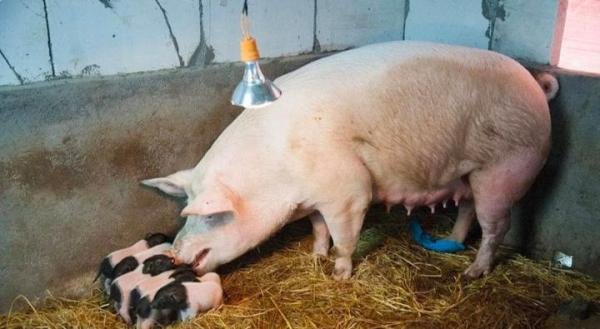 黑龙江一男子 遭家猪啃食下半身， 生殖器官被啃食全无！