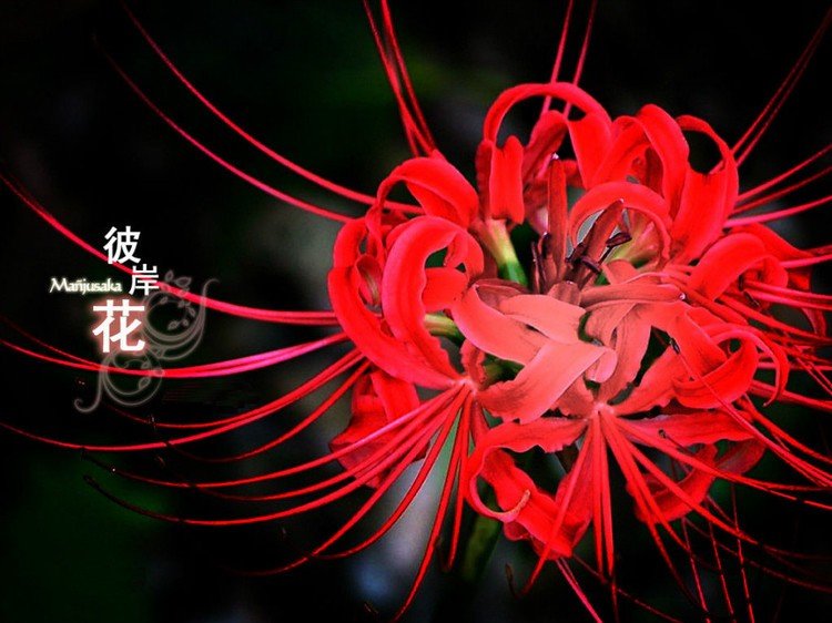 求彼岸花图片，背景最好是黑色的。
