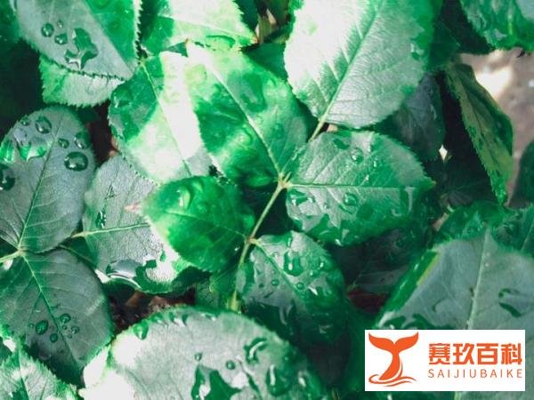 观影：《人生路不熟》