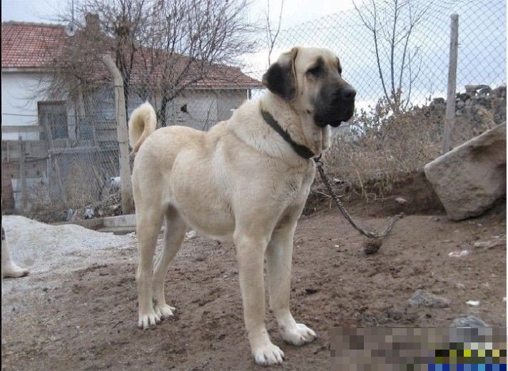 坎高犬和昆明犬杂交的小狗