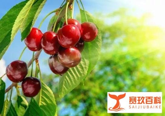 PipingRock朴诺酸樱桃胶囊真能降尿酸防痛风吗？