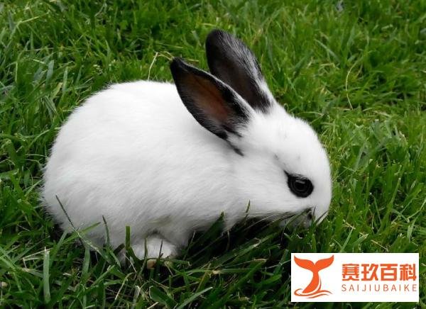 养兔饲料有哪些，兔子饲料配方大全