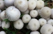 室友被子长蘑菇小伙帮忙剪掉!导致其长蘑菇的原因是什么?