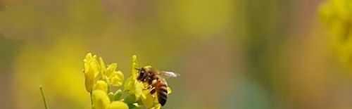 北京房山长沟京南水乡赏油菜花攻略