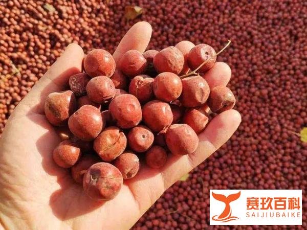 酸枣仁暴涨至千元，谁在炒作