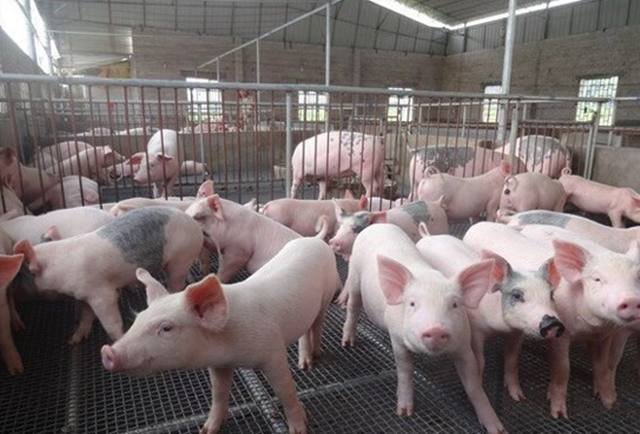 成都居民在住宅楼养5头猪，物业：已送走！给其他业主带来了哪些影响？