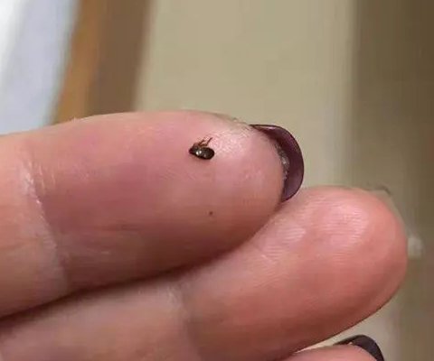 跳蚤能活多久？