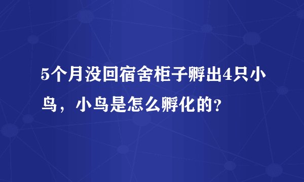 5个月没回宿舍柜子孵出4只小鸟，小鸟是怎么孵化的？