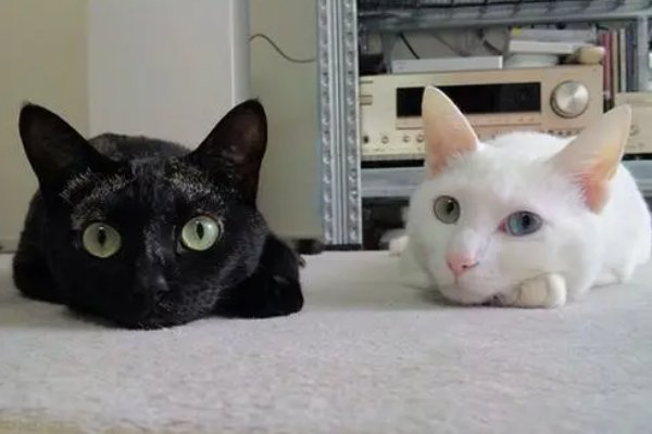 家里有一个黑猫和一个白猫有什么说法么?