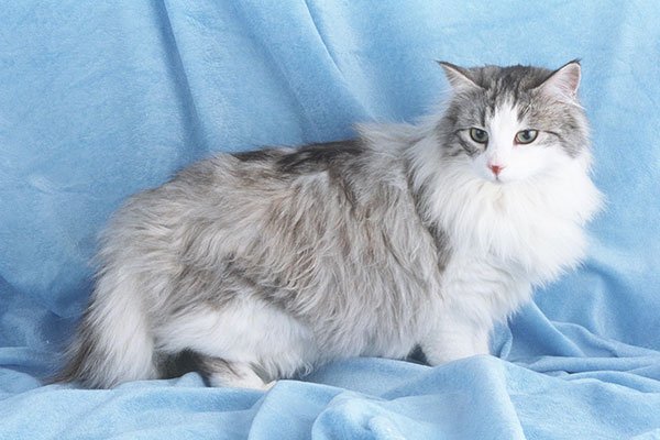 广州深圳,名贵猫王后代医院体检被误做绝育,这属于医闹纠纷吗?