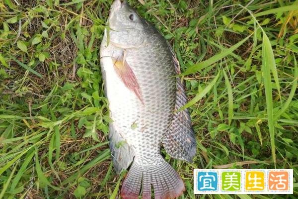 夏季钓罗非鱼的钓位、钓法和用饵技巧，夏季钓罗非鱼的秘诀