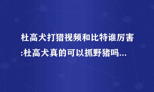 杜高犬打猎视频和比特谁厉害:杜高犬真的可以抓野猪吗我有杜高犬但是没试过？