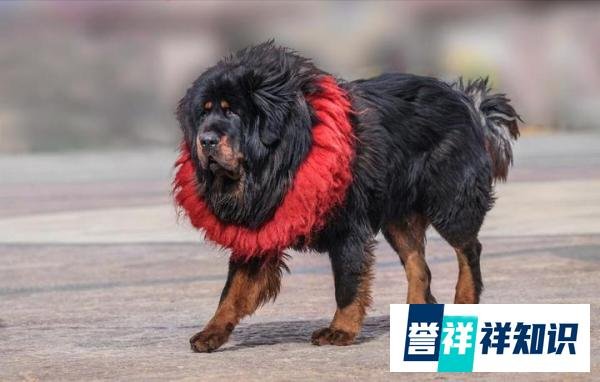 狗界“劳斯莱斯”——藏獒，为啥没人养了？