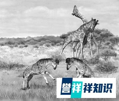 长颈鹿为啥脖子长