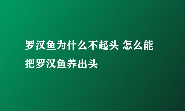 罗汉鱼为什么不起头 怎么能把罗汉鱼养出头