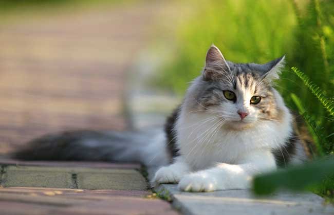 广州深圳,名贵猫王后代医院体检被误做绝育,这属于医闹纠纷吗?