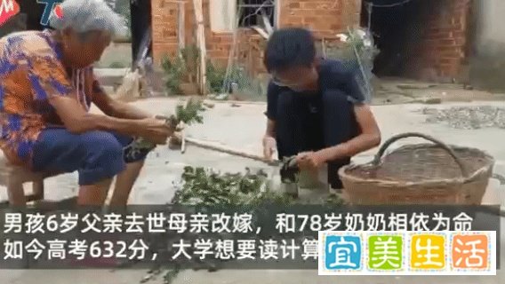 18岁少年不会用电脑高考632分 靠年迈奶奶种艾叶供他上学