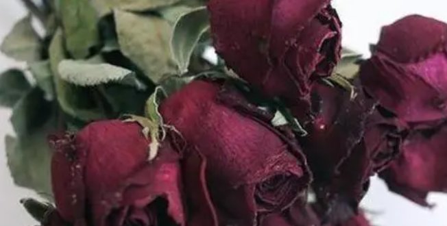 玫瑰花做成干花怎么做