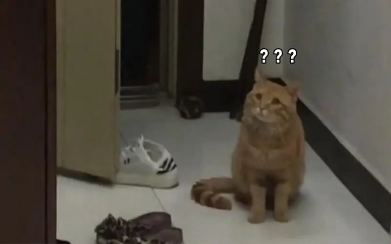 猫咪串门被邻居大爷灵魂拷问,邻居大爷都问了什么呢?