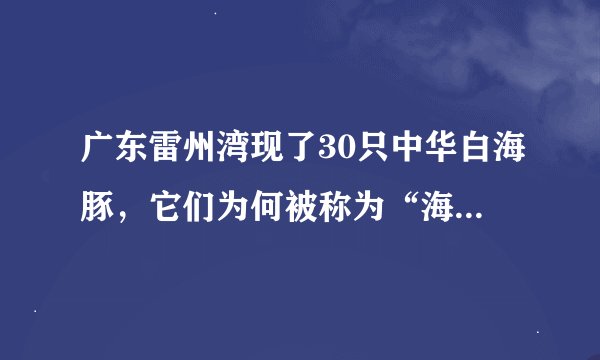广东雷州湾现了30只中华白海豚，它们为何被称为“海上大熊猫”？
