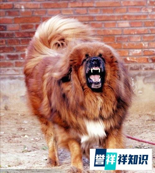 狗界“劳斯莱斯”——藏獒，为啥没人养了？