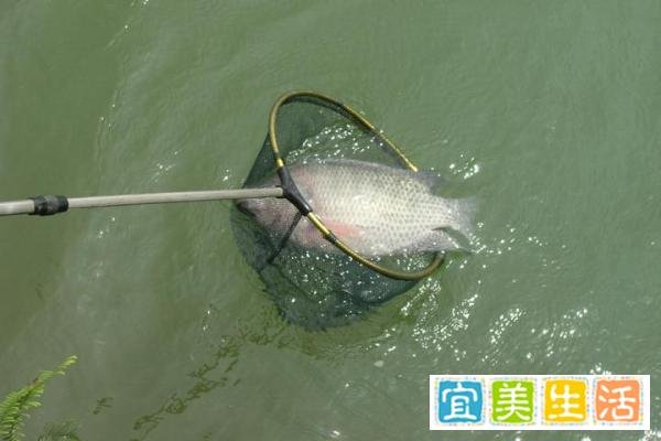 夏季钓罗非鱼的钓位、钓法和用饵技巧，夏季钓罗非鱼的秘诀