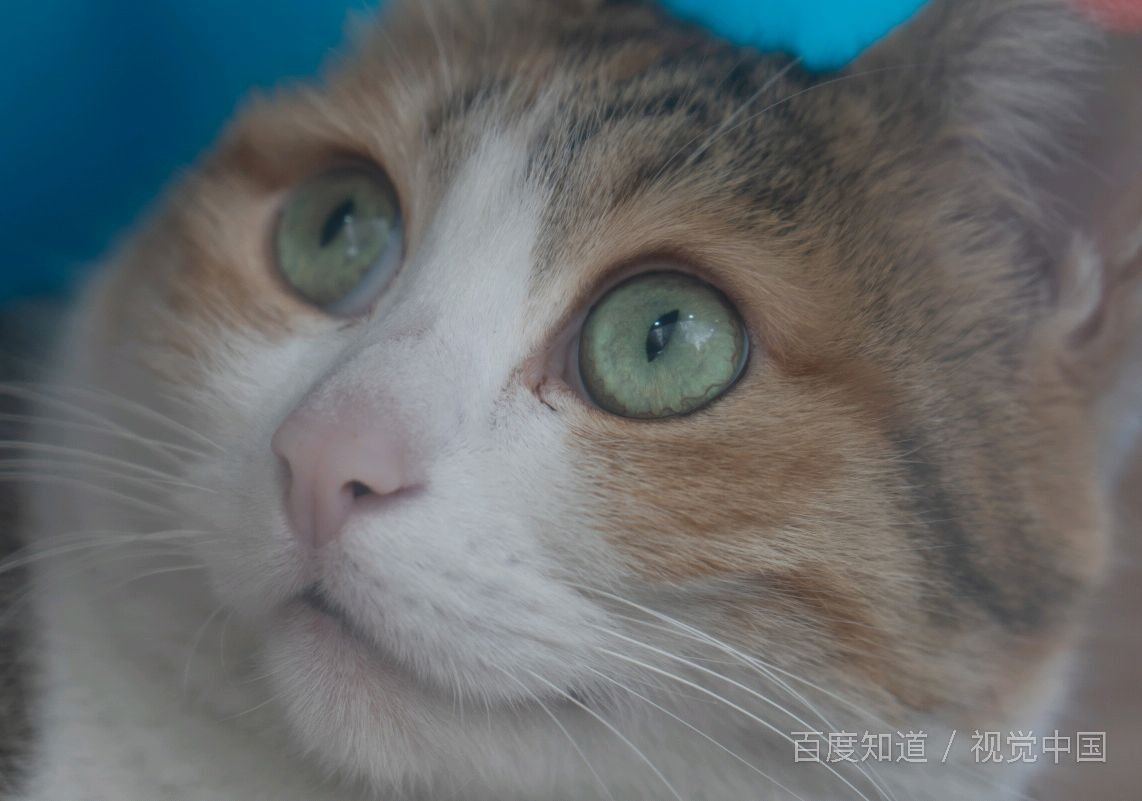 有没有类似《黑帮大佬和我的365天》的电影？