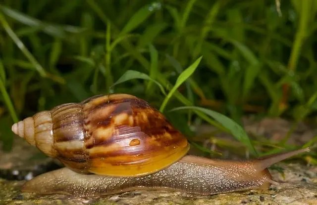 香港理大博士生屠杀蜗牛被拘捕，他虐杀的蜗牛到底是什么品种？