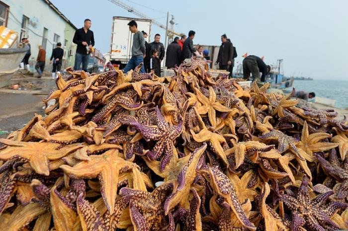 海星入侵胶州湾,“吃光它”是解决方法吗?