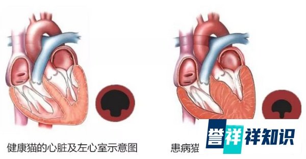 我家猫不是纯种猫，就不可能有遗传病?