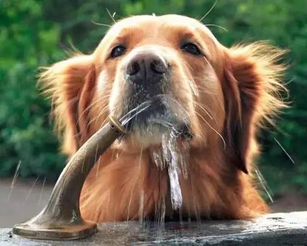 狗狗吃泡芙后不肯吃狗粮饿脱水!狗狗为何会这么做?