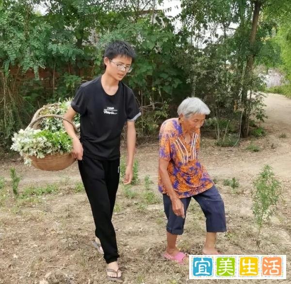 18岁少年不会用电脑高考632分 靠年迈奶奶种艾叶供他上学