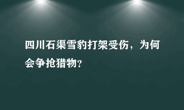 四川石渠雪豹打架受伤，为何会争抢猎物？