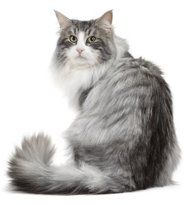广州深圳,名贵猫王后代医院体检被误做绝育,这属于医闹纠纷吗?