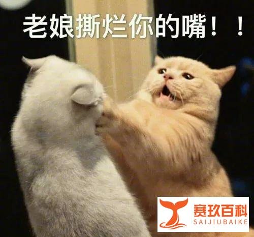 遛狗老人被高空坠猫砸晕，猫主人喊冤：它自己跳的！