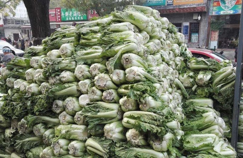 东北大娘雇车囤300斤白菜,为什么东北人爱囤菜呢?